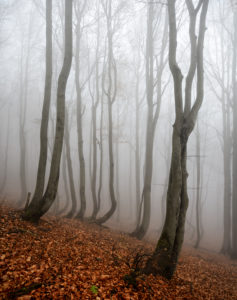 Geheimnisvoller Wald im Nebel, bizarr verwachsene kahle Buchen, Herbst, Erzgebirge, Tschechien Geheimnisvoller Wald im Nebel, bizarr verwachsene kahle Buchen, Herbst, Erzgebirge, Tschechien